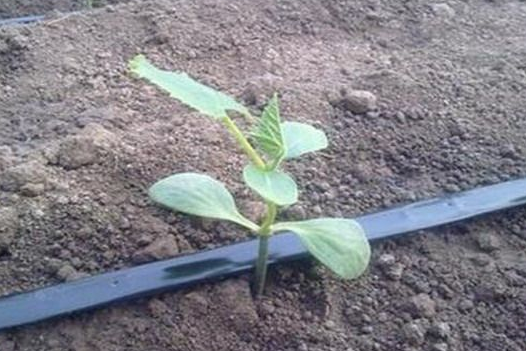 節(jié)水種植技術(shù)的管道，滴灌管道是什么原理?